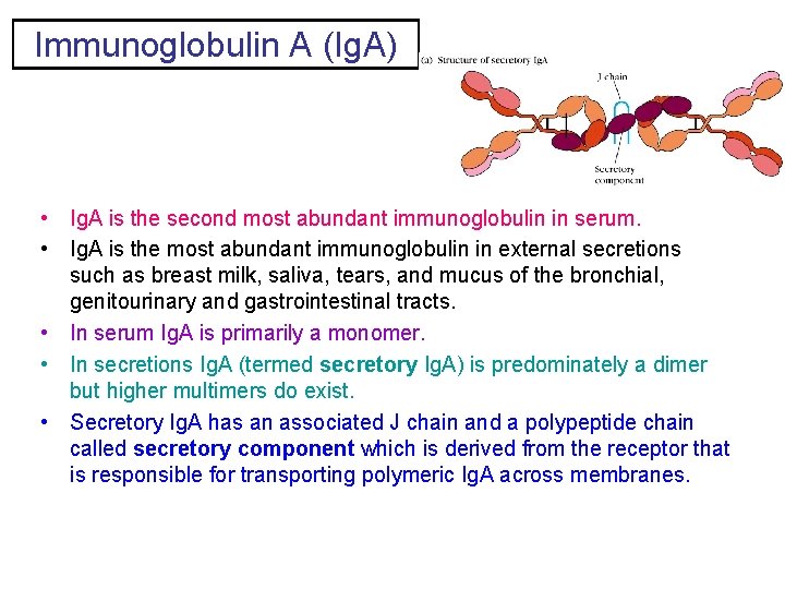 Immunoglobulin A (Ig. A) • Ig. A is the second most abundant immunoglobulin in