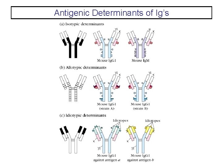 Antigenic Determinants of Ig’s 