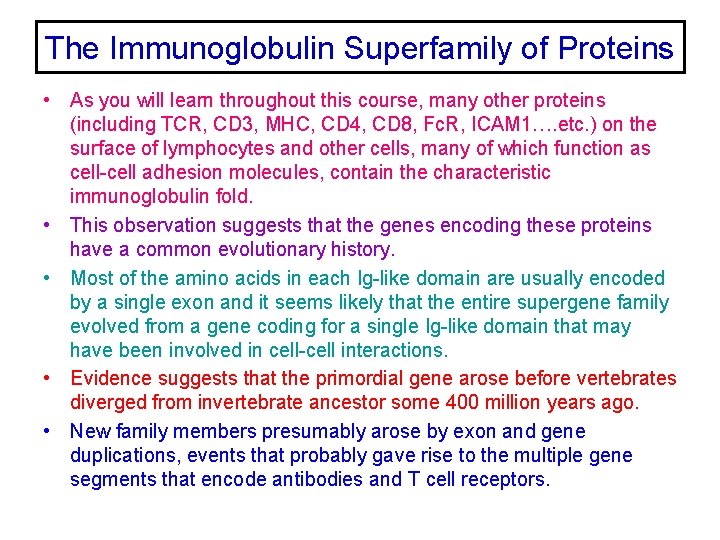 The Immunoglobulin Superfamily of Proteins • As you will learn throughout this course, many