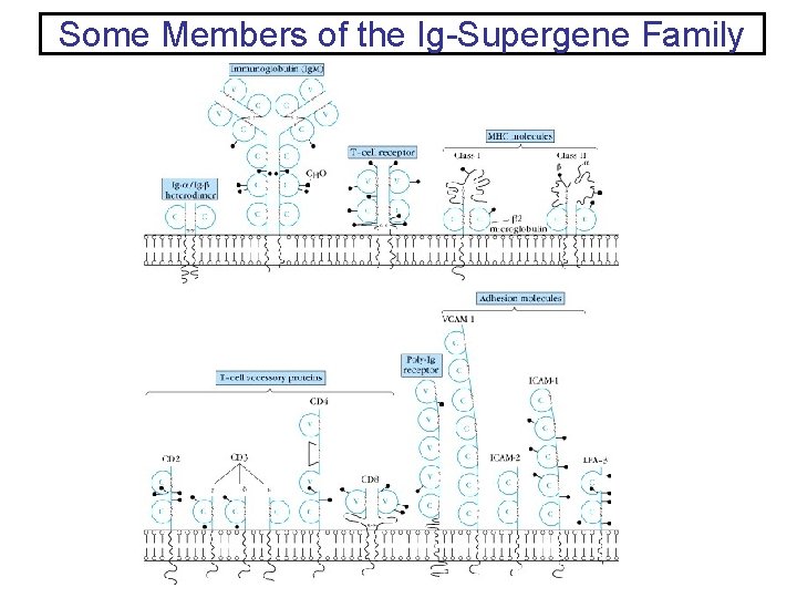 Some Members of the Ig-Supergene Family 
