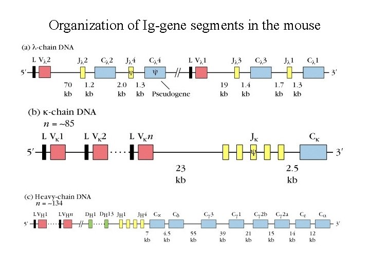 Organization of Ig-gene segments in the mouse 