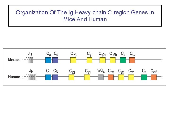 Organization Of The Ig Heavy-chain C-region Genes In Mice And Human 