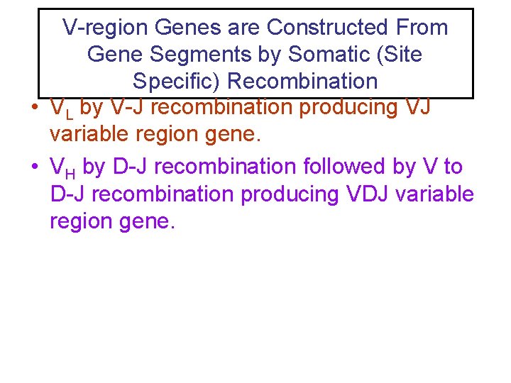 V-region Genes are Constructed From Gene Segments by Somatic (Site Specific) Recombination • VL
