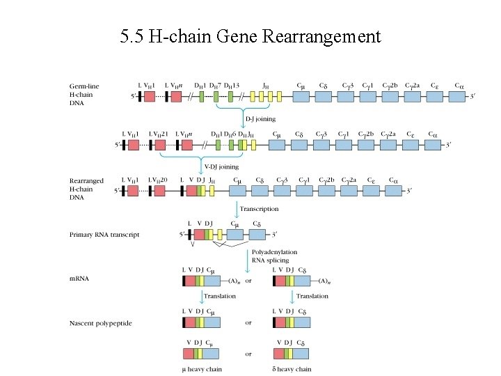 5. 5 H-chain Gene Rearrangement 