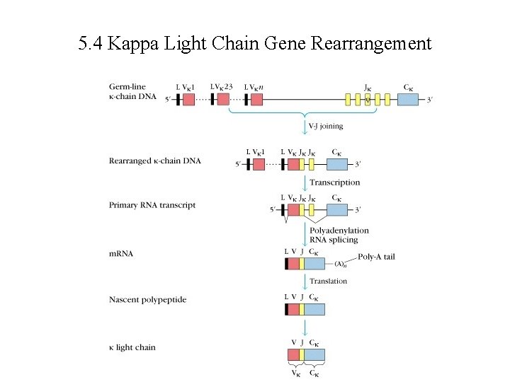 5. 4 Kappa Light Chain Gene Rearrangement 