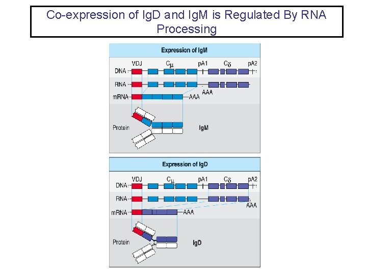 Co-expression of Ig. D and Ig. M is Regulated By RNA Processing 