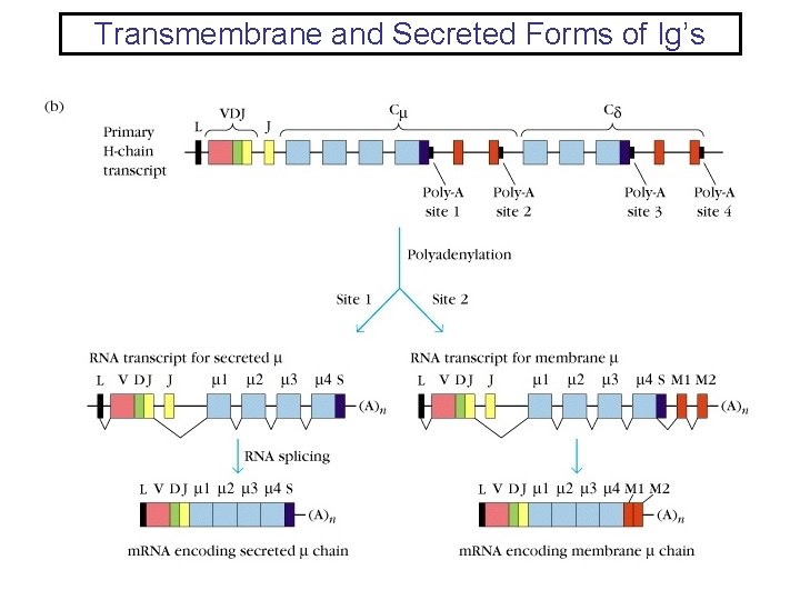 Transmembrane and Secreted Forms of Ig’s 