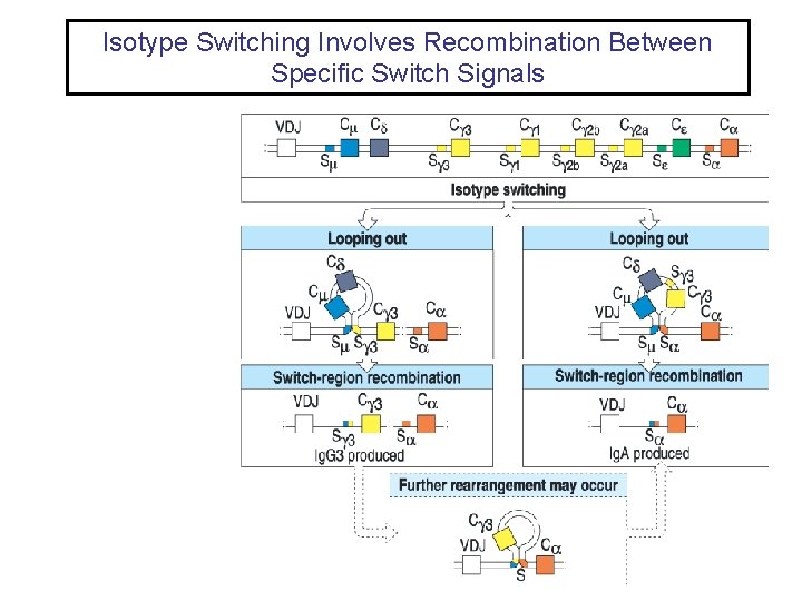 Isotype Switching Involves Recombination Between Specific Switch Signals 