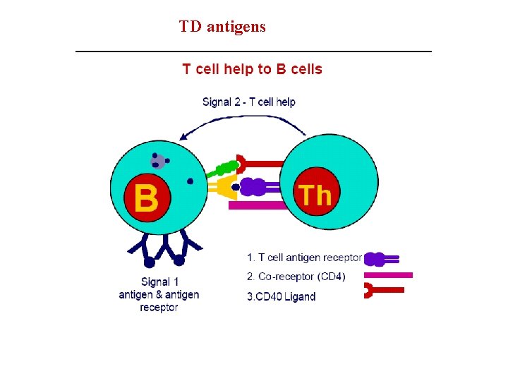 TD antigens 