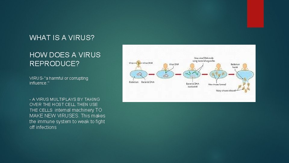 WHAT IS A VIRUS? HOW DOES A VIRUS REPRODUCE? VIRUS-’’a harmful or corrupting influence.
