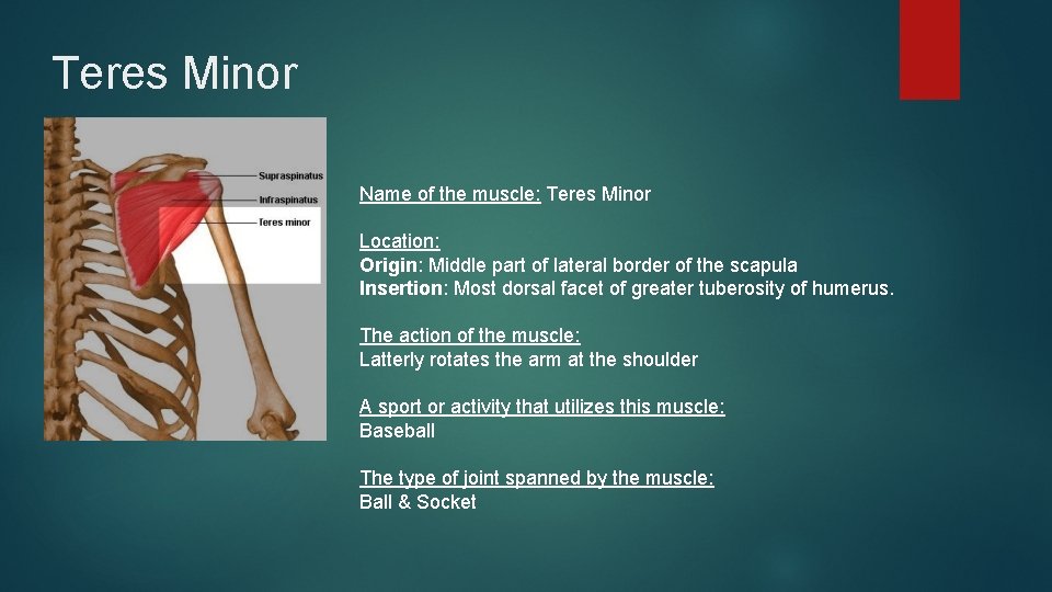 Teres Minor Name of the muscle: Teres Minor Location: Origin: Middle part of lateral