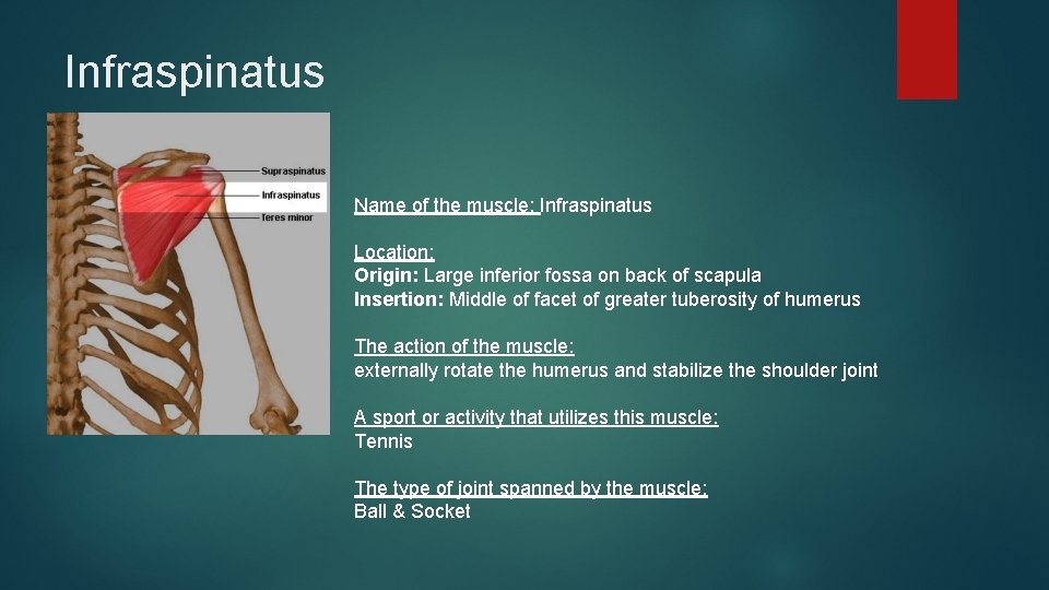 Infraspinatus Name of the muscle: Infraspinatus Location: Origin: Large inferior fossa on back of
