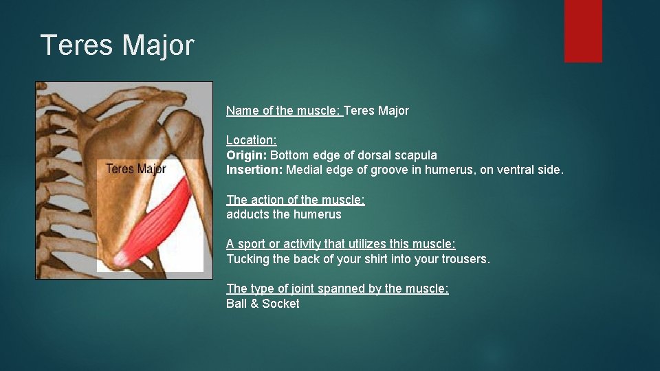 Teres Major Name of the muscle: Teres Major Location: Origin: Bottom edge of dorsal