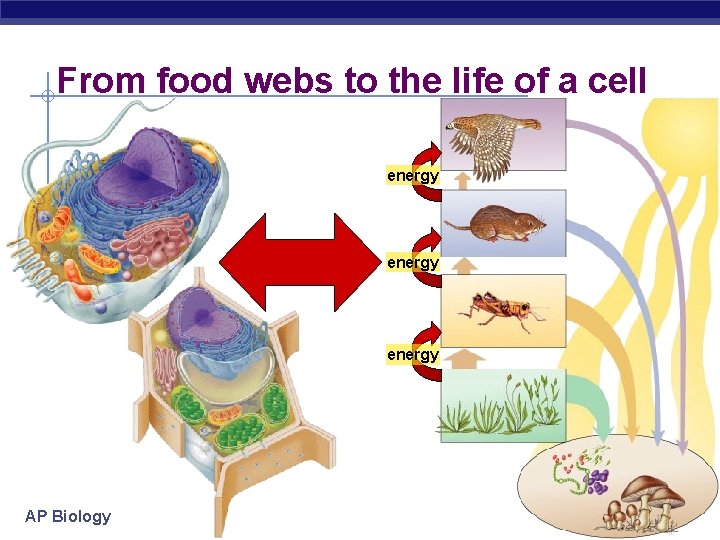 From food webs to the life of a cell energy AP Biology 