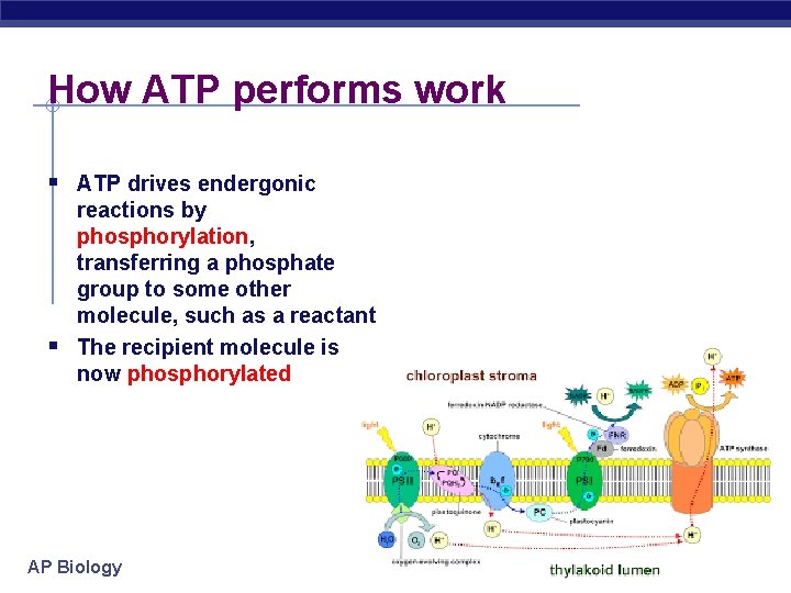 How ATP performs work § ATP drives endergonic § reactions by phosphorylation, transferring a