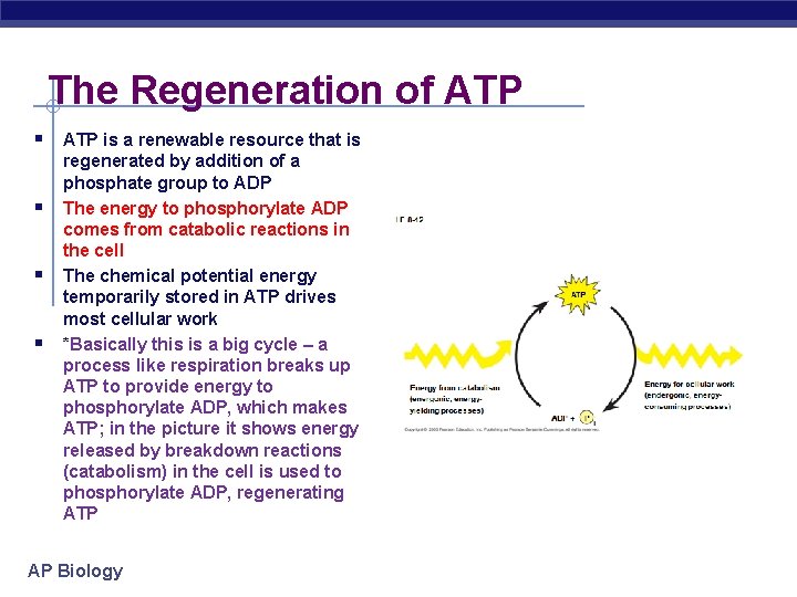 The Regeneration of ATP § ATP is a renewable resource that is § §