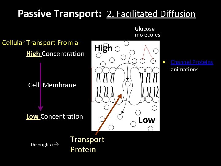 Passive Transport: 2. Facilitated Diffusion Cellular Transport From a. High Concentration Glucose molecules High