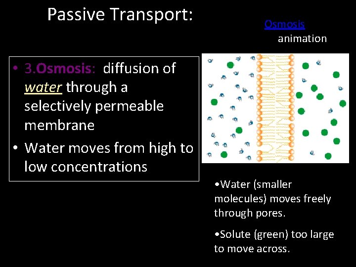 Passive Transport: Osmosis animation • 3. Osmosis: diffusion of water through a selectively permeable