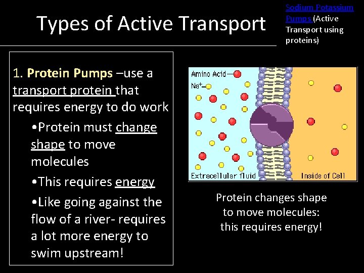 Types of Active Transport 1. Protein Pumps –use a transport protein that requires energy