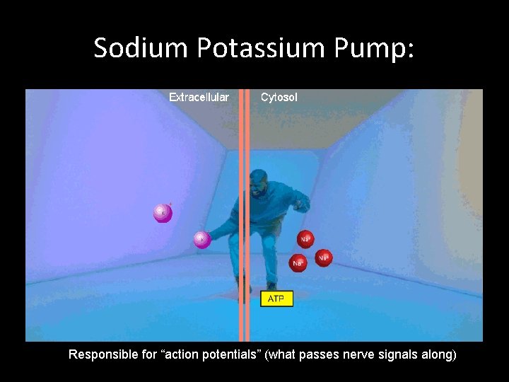 Sodium Potassium Pump: Responsible for “action potentials” (what passes nerve signals along) 