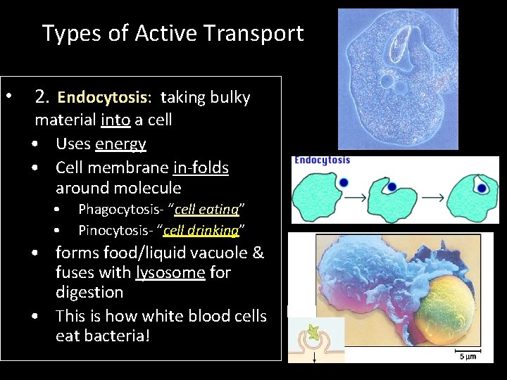 Types of Active Transport • 2. Endocytosis: taking bulky material into a cell •
