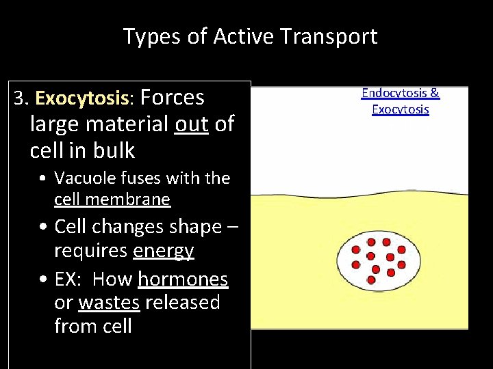 Types of Active Transport 3. Exocytosis: Forces large material out of cell in bulk