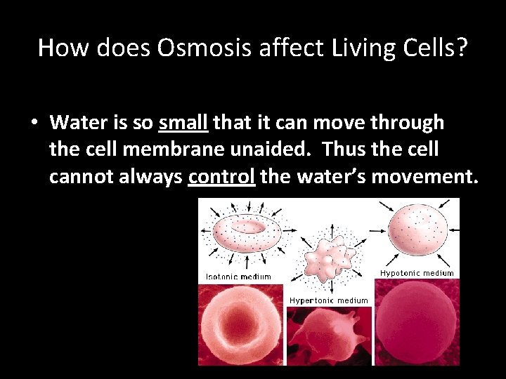 How does Osmosis affect Living Cells? • Water is so small that it can