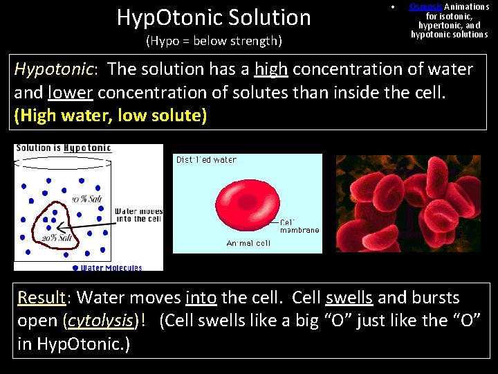 Hyp. Otonic Solution (Hypo = below strength) • Osmosis Animations for isotonic, hypertonic, and