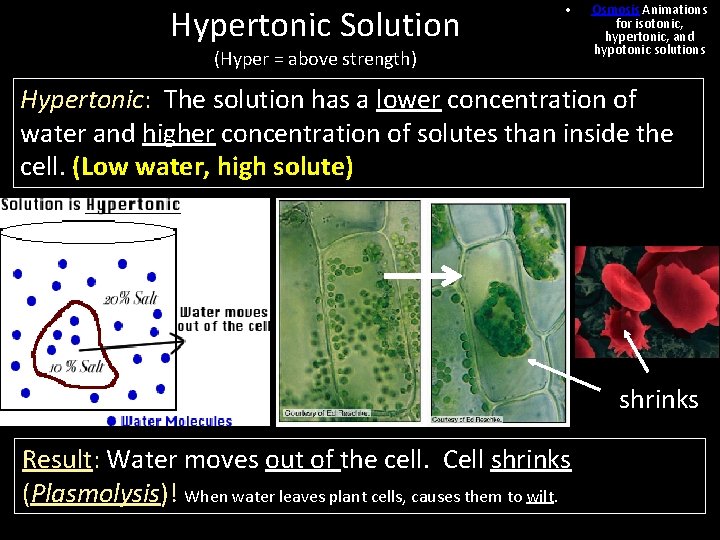 Hypertonic Solution • (Hyper = above strength) Osmosis Animations for isotonic, hypertonic, and hypotonic