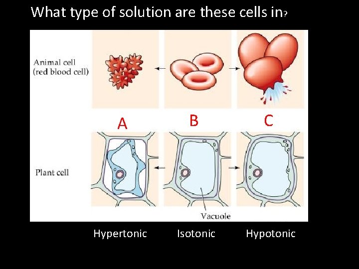 What type of solution are these cells in? A B C Hypertonic Isotonic Hypotonic