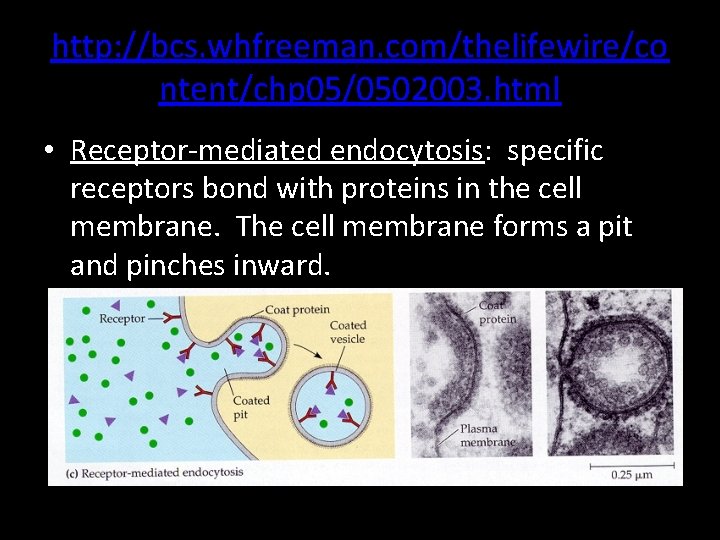 http: //bcs. whfreeman. com/thelifewire/co ntent/chp 05/0502003. html • Receptor-mediated endocytosis: specific receptors bond with