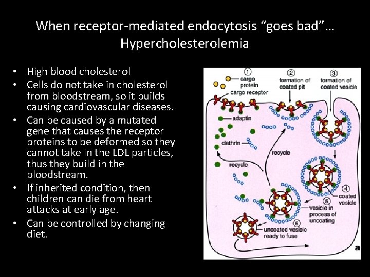 When receptor-mediated endocytosis “goes bad”… Hypercholesterolemia • High blood cholesterol • Cells do not