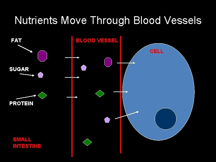 Nutrients Move Through Blood Vessels FAT BLOOD VESSEL CELL SUGAR PROTEIN SMALL INTESTINE 