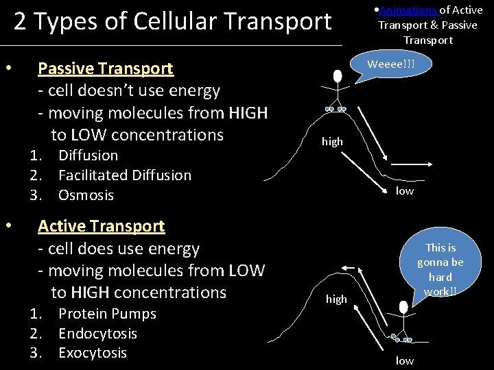 2 Types of Cellular Transport • Passive Transport - cell doesn’t use energy -