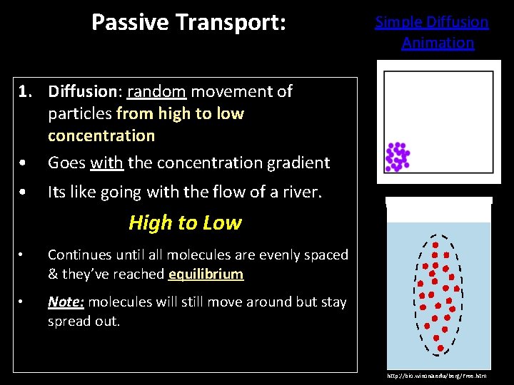 Passive Transport: Simple Diffusion Animation 1. Diffusion: random movement of particles from high to