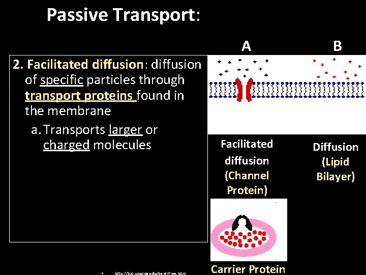 Passive Transport: 2. Facilitated diffusion: diffusion of specific particles through transport proteins found in