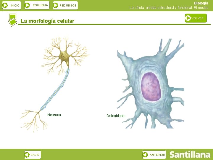 INICIO ESQUEMA Biología La célula, unidad estructural y funcional. El núcleo RECURSOS VOLVER La