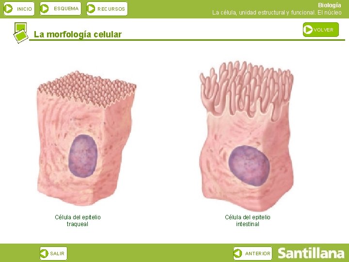 INICIO ESQUEMA RECURSOS Biología La célula, unidad estructural y funcional. El núcleo VOLVER La