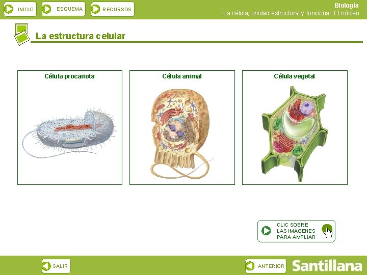 INICIO ESQUEMA Biología La célula, unidad estructural y funcional. El núcleo RECURSOS La estructura