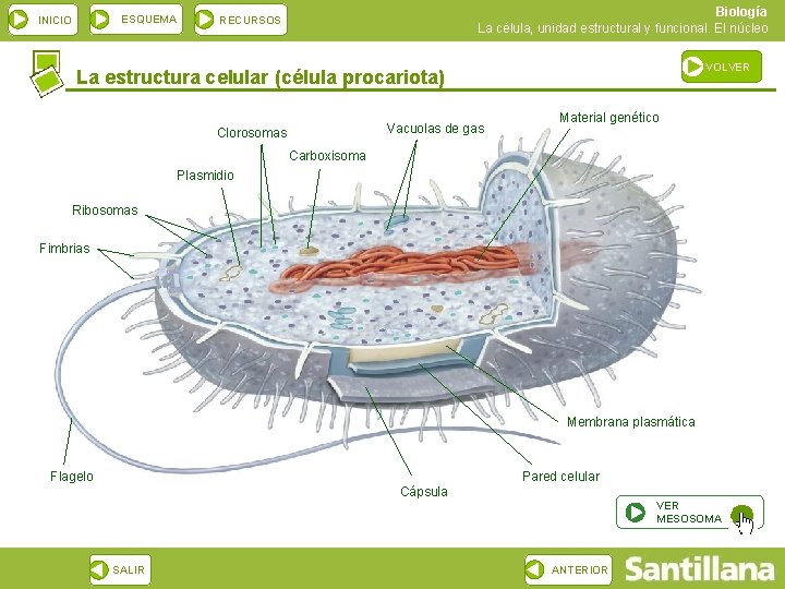ESQUEMA INICIO Biología La célula, unidad estructural y funcional. El núcleo RECURSOS VOLVER La