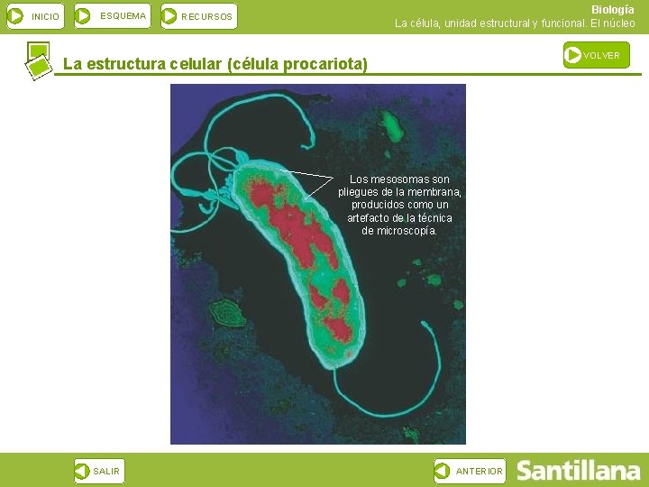 INICIO ESQUEMA Biología La célula, unidad estructural y funcional. El núcleo RECURSOS VOLVER La