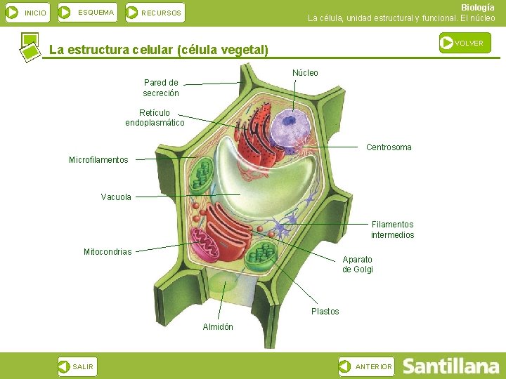 INICIO ESQUEMA Biología La célula, unidad estructural y funcional. El núcleo RECURSOS VOLVER La