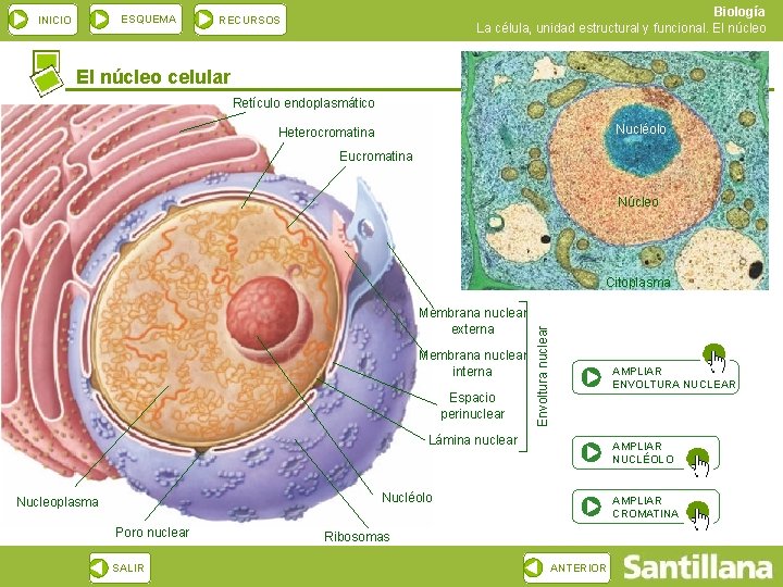 ESQUEMA INICIO Biología La célula, unidad estructural y funcional. El núcleo RECURSOS El núcleo