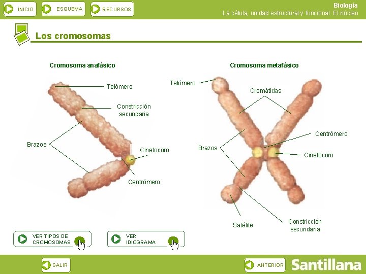 ESQUEMA INICIO Biología La célula, unidad estructural y funcional. El núcleo RECURSOS Los cromosomas