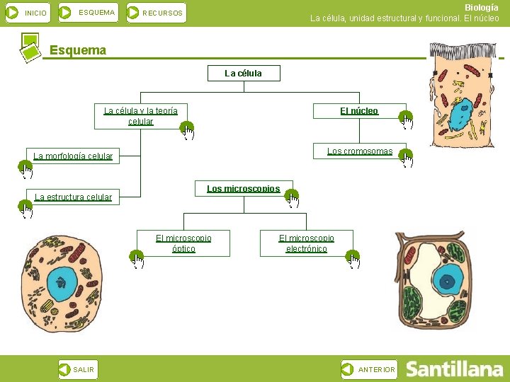 INICIO ESQUEMA Biología La célula, unidad estructural y funcional. El núcleo RECURSOS Esquema La