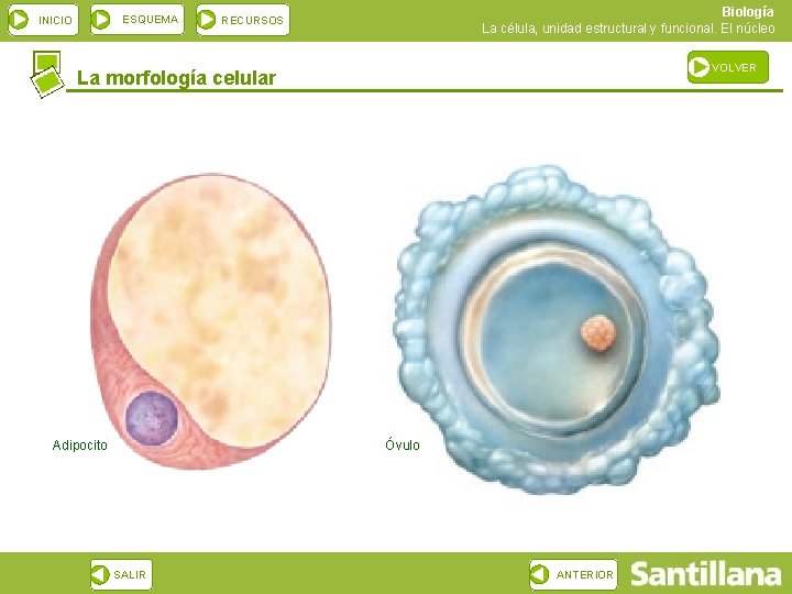 ESQUEMA INICIO Biología La célula, unidad estructural y funcional. El núcleo RECURSOS VOLVER La