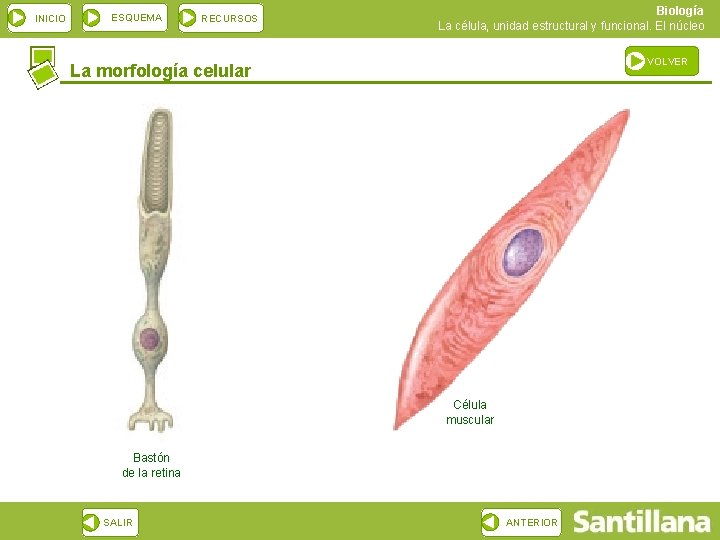 INICIO ESQUEMA RECURSOS Biología La célula, unidad estructural y funcional. El núcleo VOLVER La