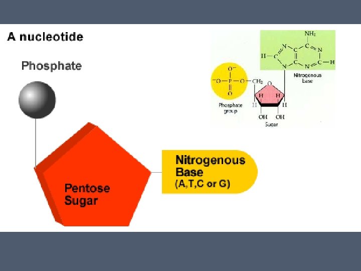 1 The basic building blocks of DNA are