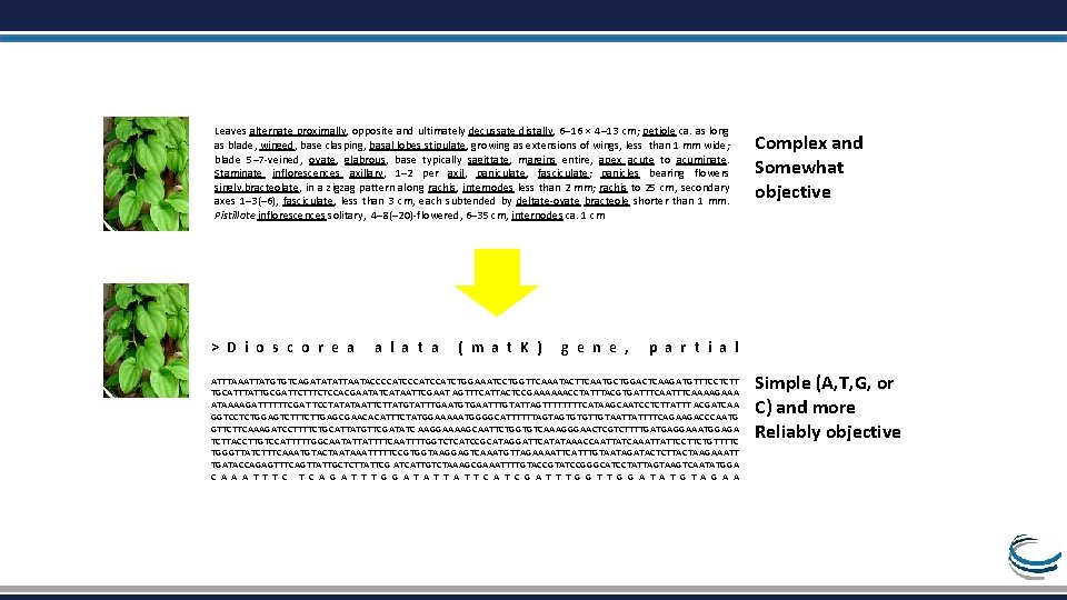 Leaves alternate proximally, opposite and ultimately decussate distally, 6– 16 × 4– 13 cm;