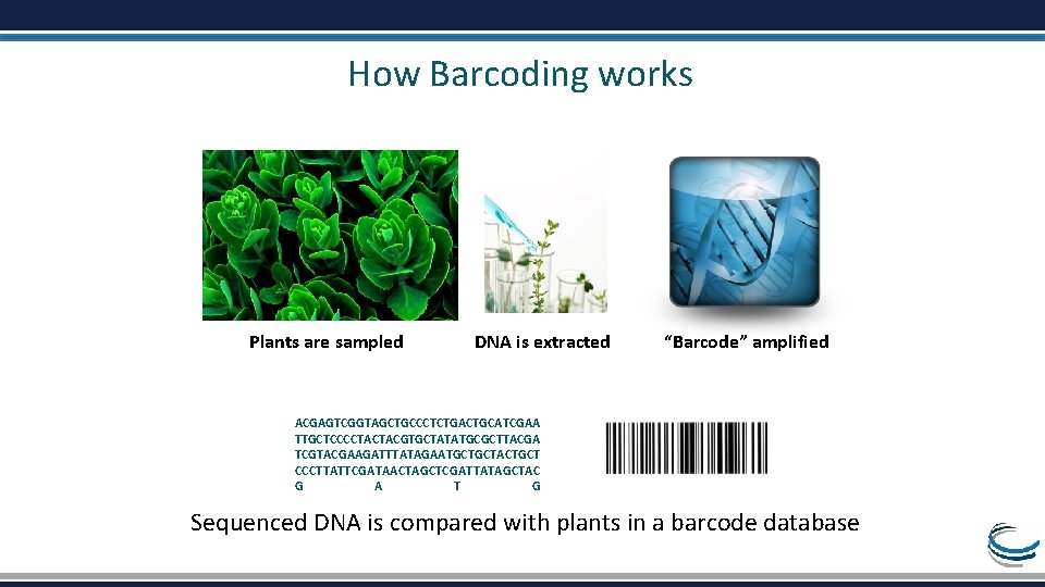 How Barcoding works Plants are sampled DNA is extracted “Barcode” amplified ACGAGTCGGTAGCTGCCCTCTGACTGCATCGAA TTGCTCCCCTACTACGTGCTATATGCGCTTACGA TCGTACGAAGATTTATAGAATGCTGCTACTGCT